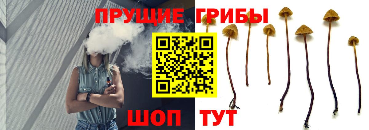 Псилоцибиновые грибы Psilocybe Воркута